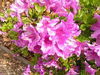 Rhododendron brachycarpum (fam. Ericacees) (Japon) (2) (Photo F. Mrugala)